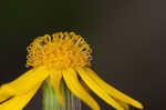 Golden groundsel